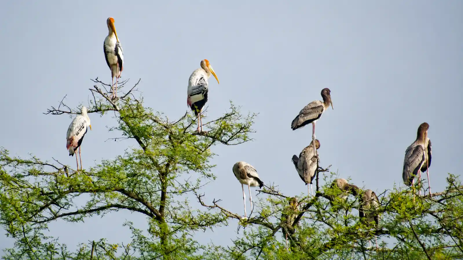 Keoladeo National Park, Bharatpur